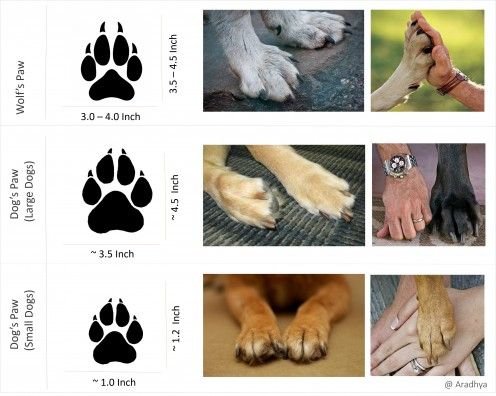 difference between dog and wolf paws