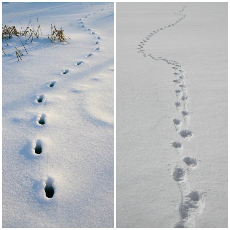 wolf and dog tracks 