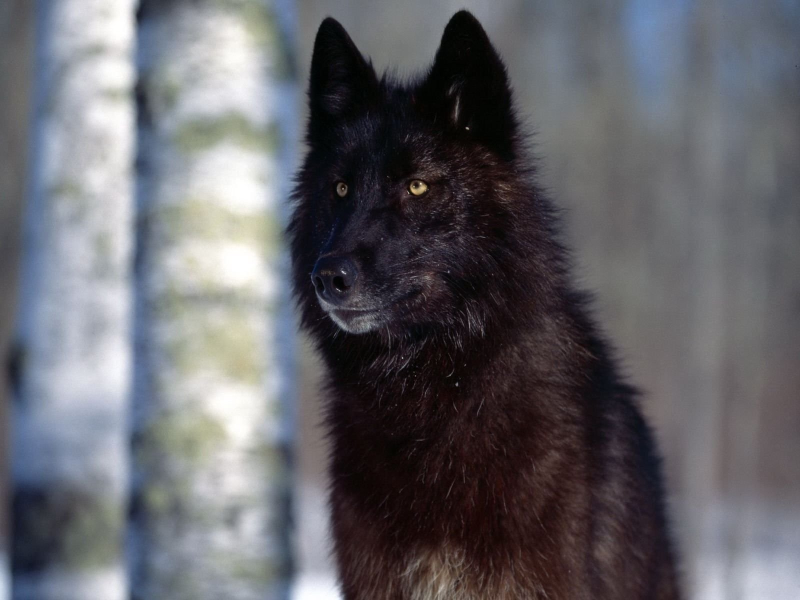 amazing wolf coat color