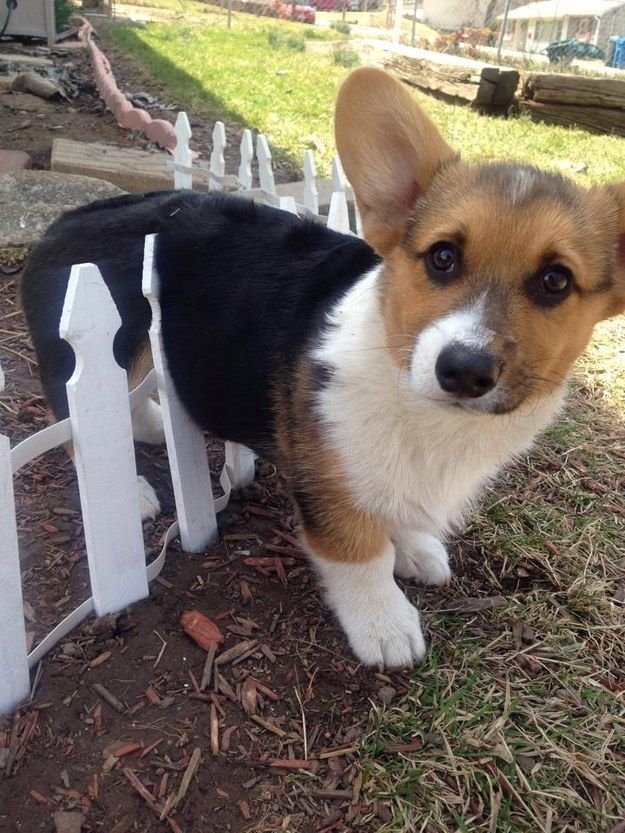 Dogs Who Just Don't Understand Fences