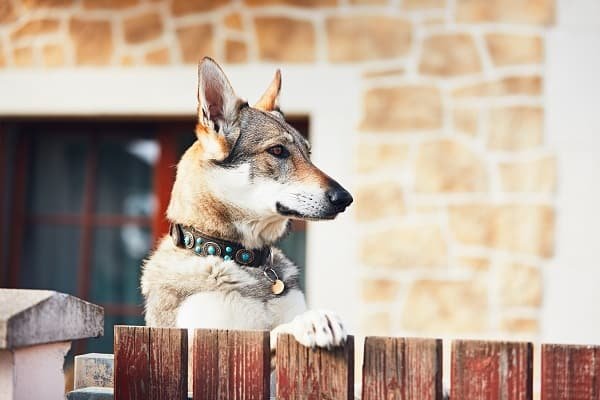 Dogs Who Just Don't Understand Fences