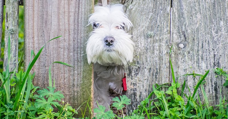 Dogs Who Just Don't Understand Fences