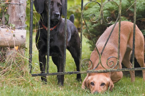 Dogs Who Just Don't Understand Fences