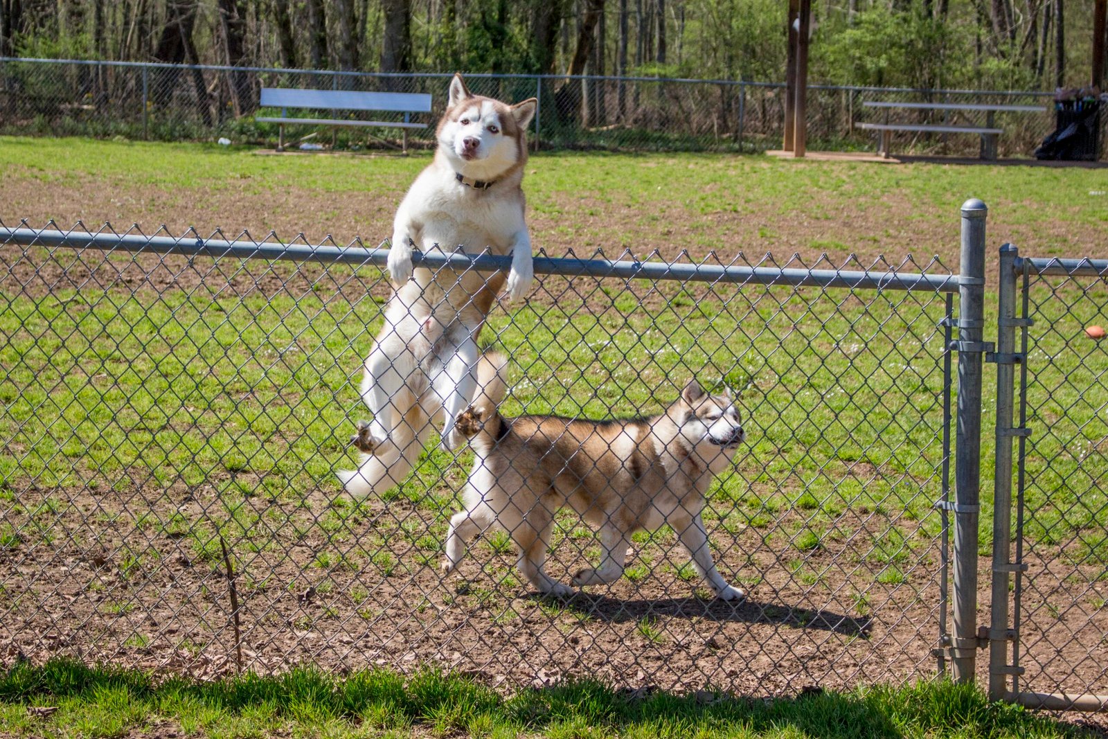 Dogs Who Just Don't Understand Fences