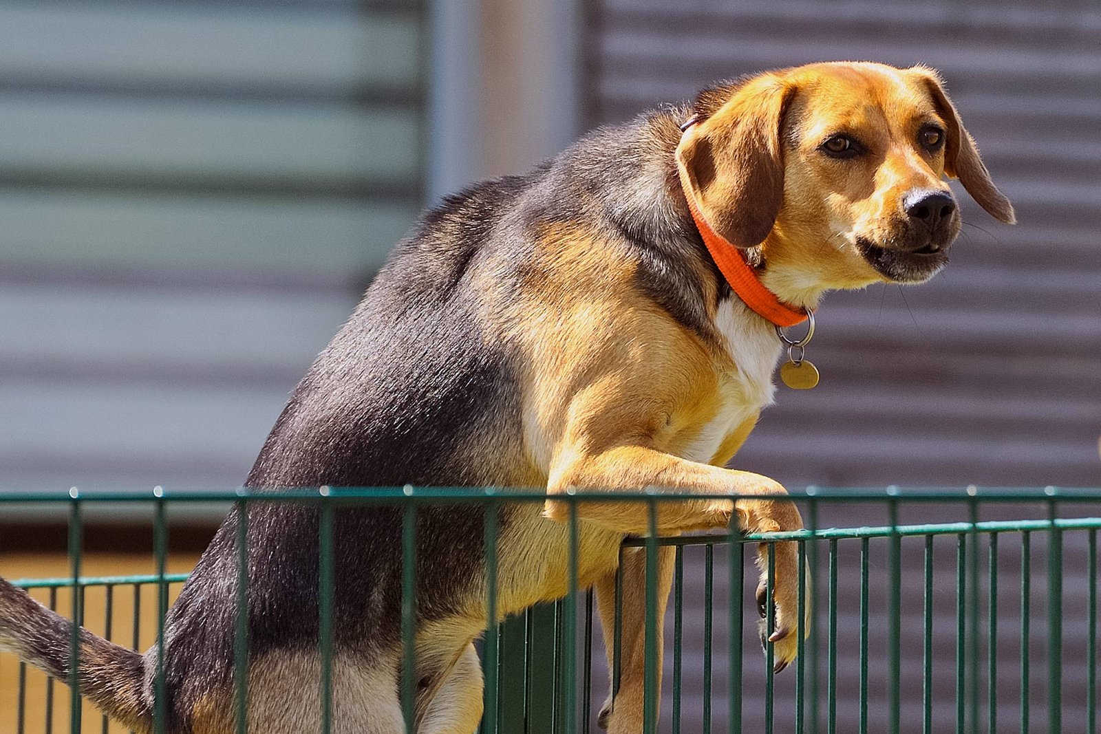 10 Pics Of Dogs Who Just Don't Understand Fences