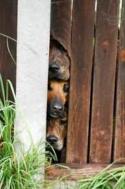 Dogs Who Just Don't Understand Fences