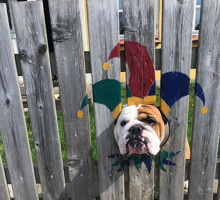 Dogs Who Just Don't Understand Fences