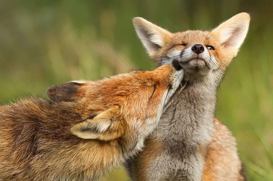 Foxy Love