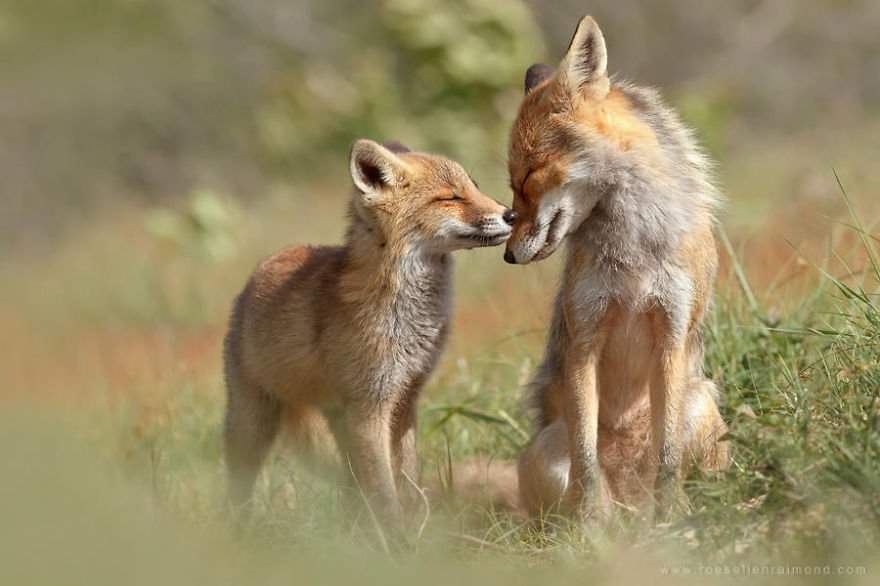 Fox Love 