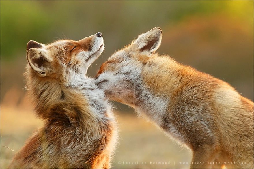 Lovely Foxes