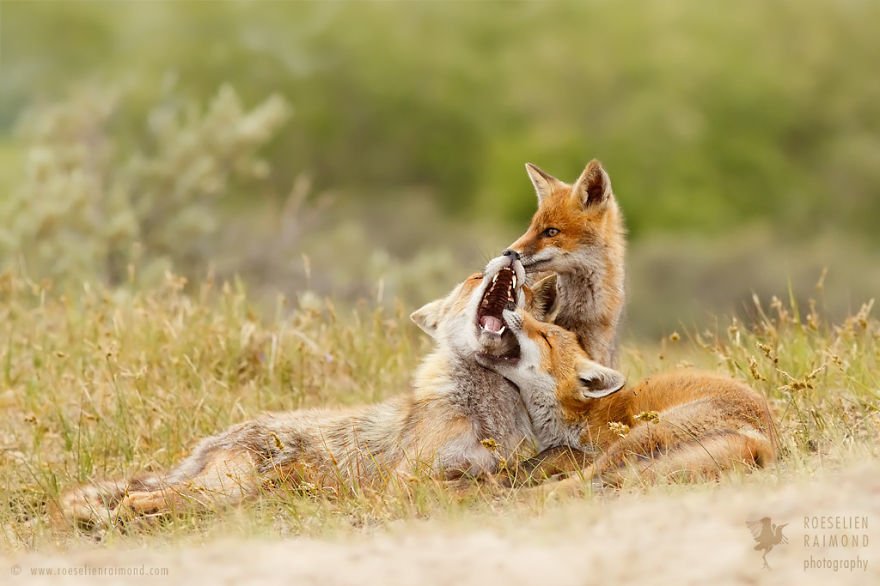 Foxes Are Loving Creatures