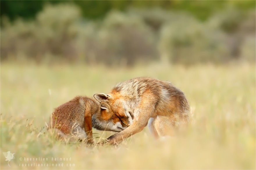 Foxes Are Loving Creatures