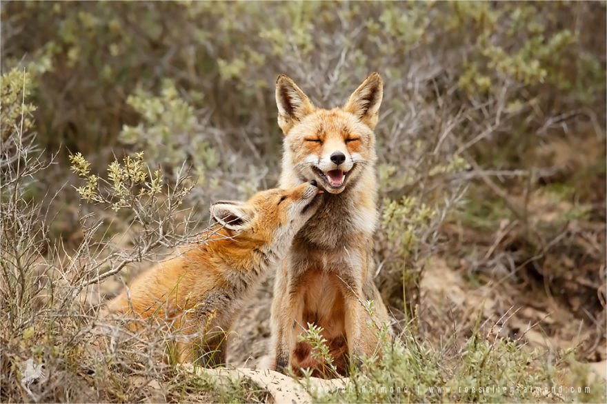 Foxes Are Extremely Loving Creatures