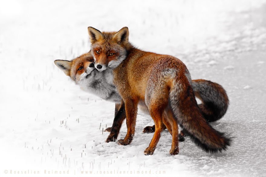 Foxes Are Loving Creatures