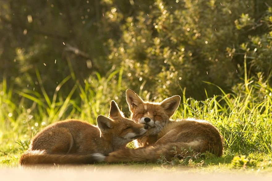 Fox Love