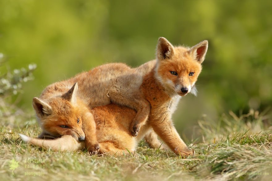 Lovely Fox Cubs