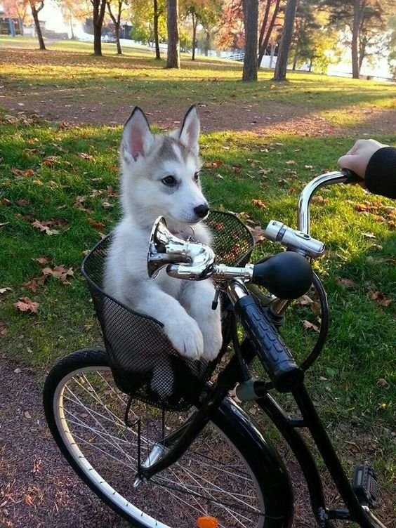 Dogs in bike baskets