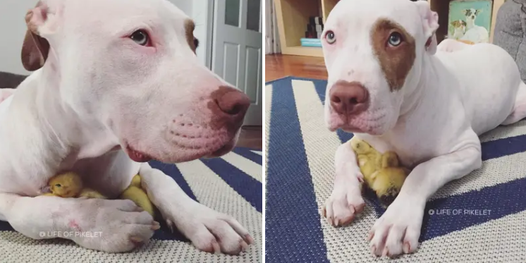 Ducklings became best buds with a Pit Bull