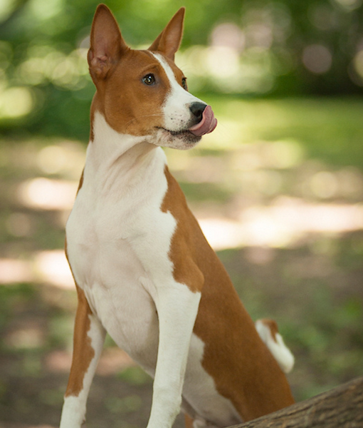 Basenji: "purest dog breeds"