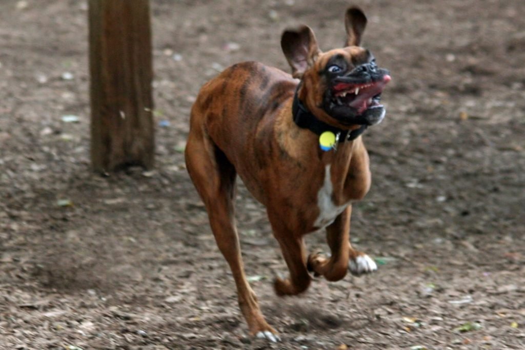 dingus boxer