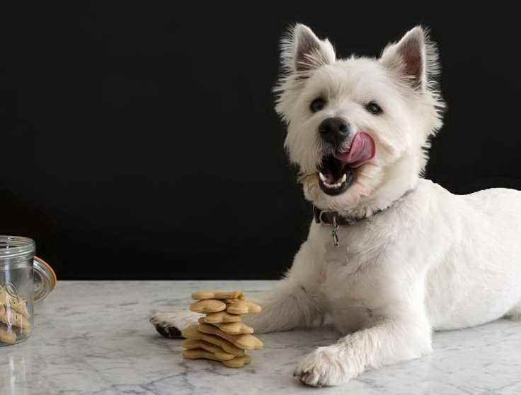 Healthy Foods For Dogs