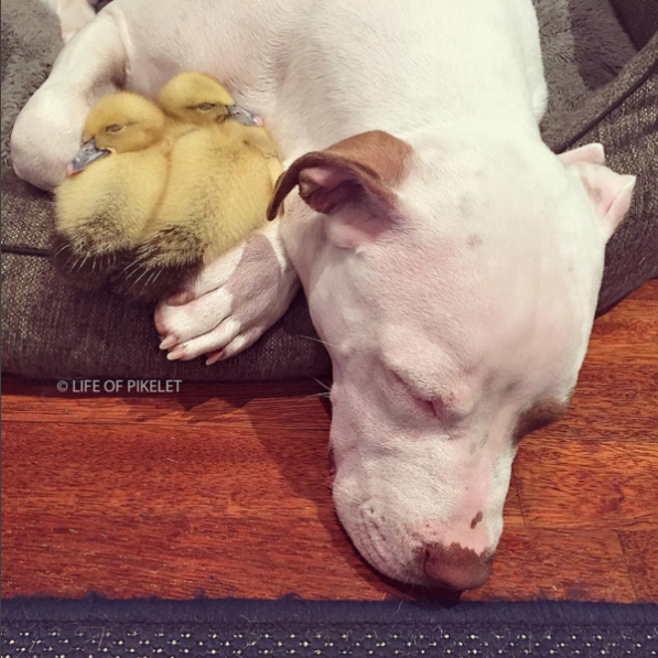 Ducklings became best buds with a Pit Bull