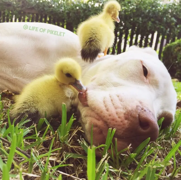 Ducklings became best buds with a Pit Bull