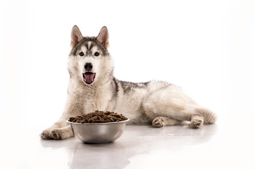 healthy foods for dogs list