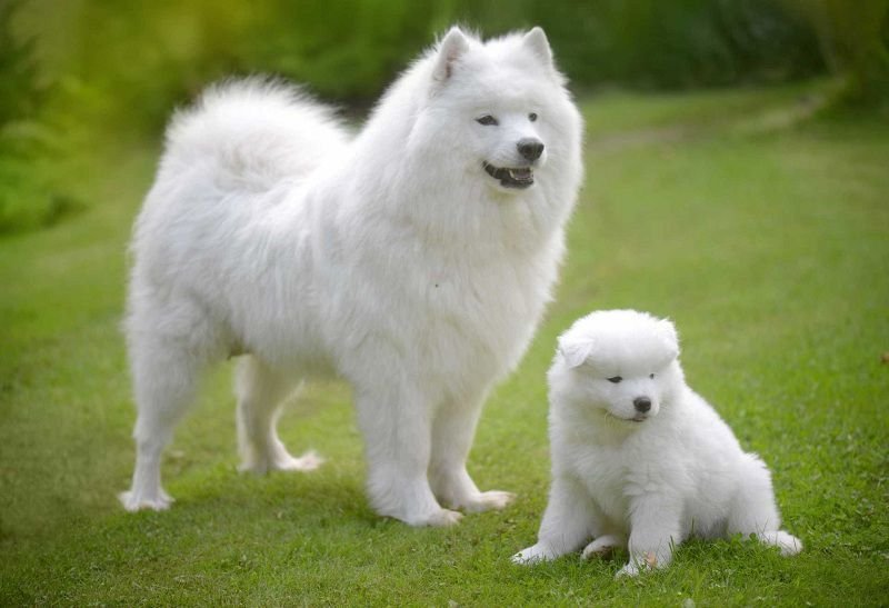 14 purest dog breeds 