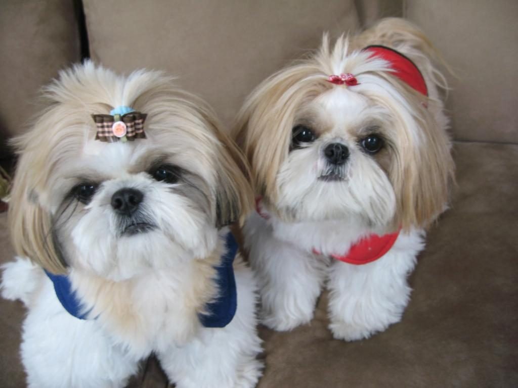 purest dog breeds "shih tzu"