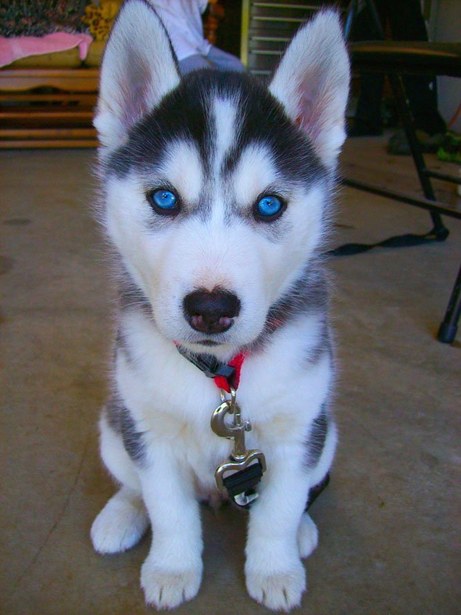 [Purest Dog Breeds] Siberian Husky Puppy 