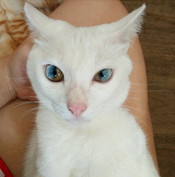 Cats With The Most Magical Eyes