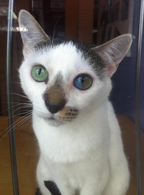 Cats With The Most Magical Eyes