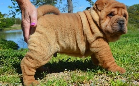 shar pei