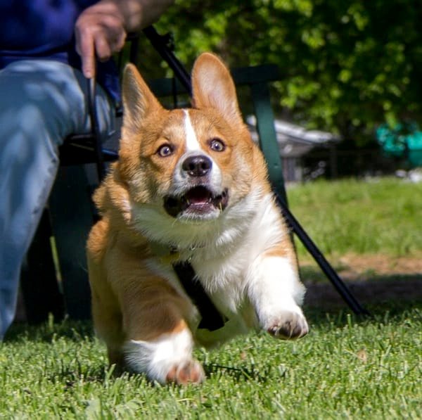 funny corgi 