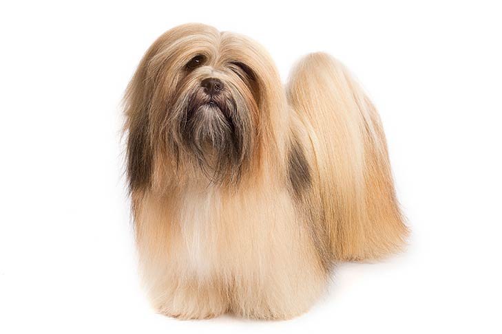 "Purest Dog Breeds" Lhasa apso