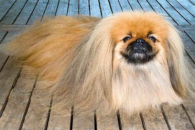 pekingese