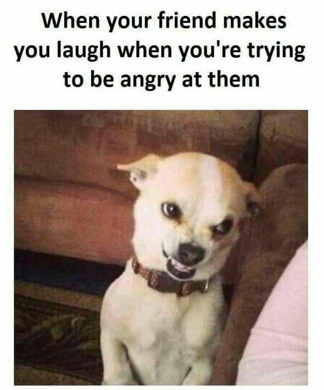 funny dog memes 