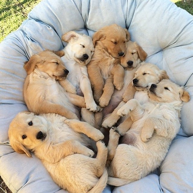 the most beautiful puppies