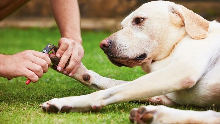 Tips To Protect Your Dog's Paws