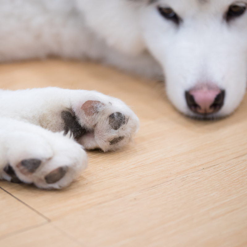 Tips To Protect Your Dog's Paws