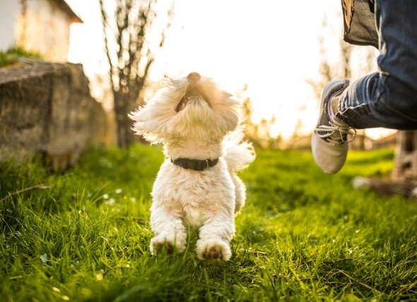 Tips To Protect Your Dog's Paws