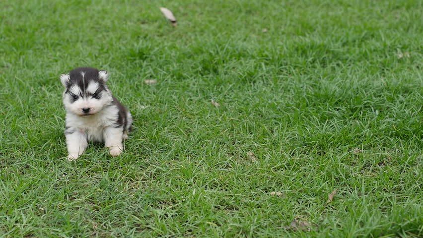 Baby Animals Walking for the First Time