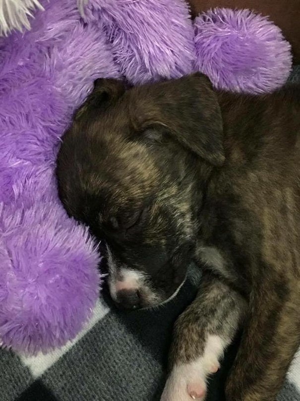Police helps homeless puppy