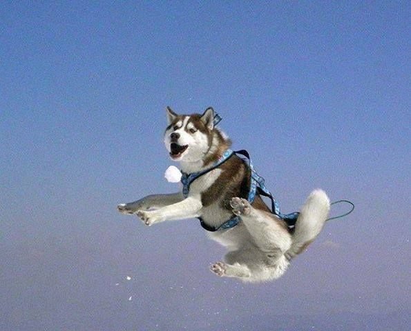 flying huskies