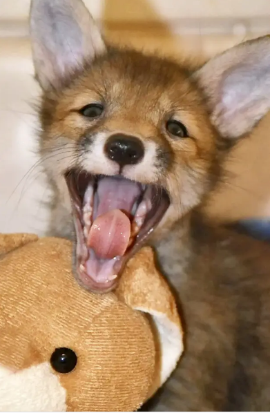 Tiny Abandoned Baby Fox