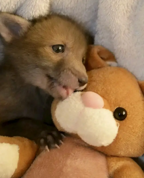 Tiny Abandoned Baby Fox