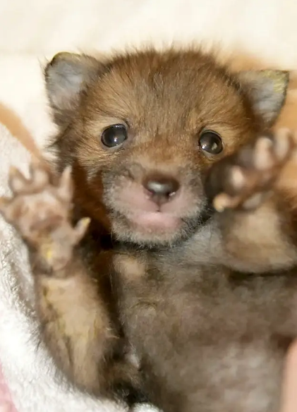 Tiny Abandoned Baby Fox