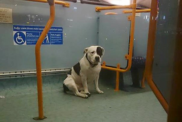 Dog Is Abandoned On A Bus