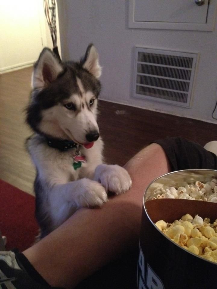 Huskies Love to eat